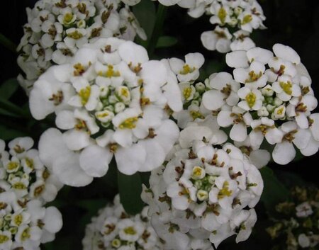 Iberis 'Masterpiece' geen maat specificatie 0,55L/P9cm - afbeelding 3