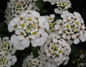 Iberis 'Masterpiece' geen maat specificatie 0,55L/P9cm - afbeelding 3