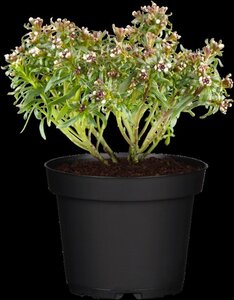 Iberis sempervirens geen maat specificatie 0,55L/P9cm