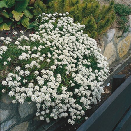 Iberis sempervirens geen maat specificatie 0,55L/P9cm - afbeelding 4