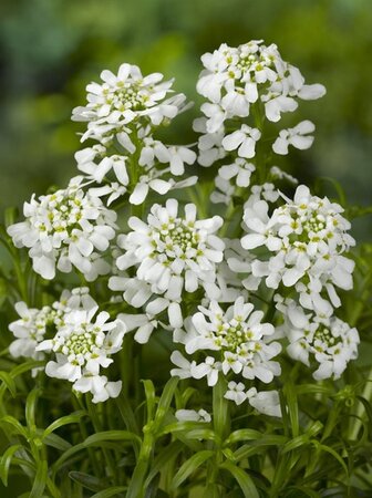 Iberis sempervirens geen maat specificatie 0,55L/P9cm - afbeelding 5