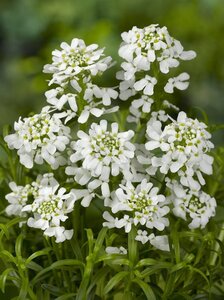 Iberis sempervirens geen maat specificatie 0,55L/P9cm - afbeelding 5