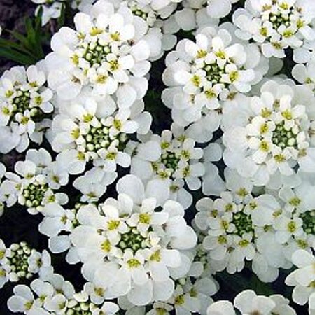 Iberis sempervirens geen maat specificatie 0,55L/P9cm - afbeelding 6