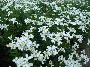 Iberis semp. 'Zwergschneeflocke' geen maat specificatie 0,55L/P9cm - afbeelding 2