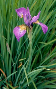 Iris sib. 'Sparkling Rose' geen maat specificatie 0,55L/P9cm - afbeelding 1