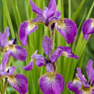 Iris sib. 'Sparkling Rose' geen maat specificatie 0,55L/P9cm - afbeelding 2