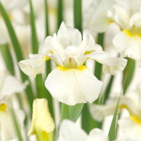 Iris (G) 'White Knight' geen maat specificatie 0,55L/P9cm - afbeelding 1