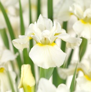 Iris (G) 'White Knight' geen maat specificatie 0,55L/P9cm - afbeelding 1