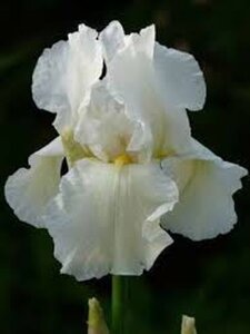 Iris (G) 'White Knight' geen maat specificatie 0,55L/P9cm - afbeelding 2