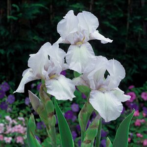 Iris (G) 'White Knight' geen maat specificatie 0,55L/P9cm - afbeelding 3
