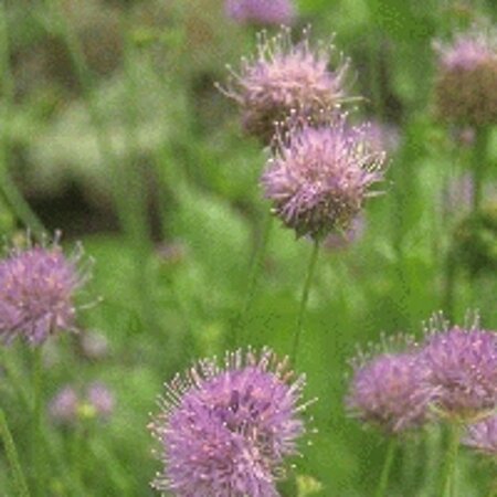Jasione laevis geen maat specificatie 0,55L/P9cm