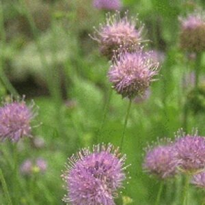 Jasione laevis geen maat specificatie 0,55L/P9cm