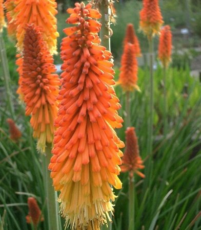 Kniphofia uvaria 'Grandiflora' geen maat specificatie 0,55L/P9cm - afbeelding 1