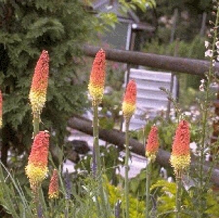 Kniphofia uvaria 'Grandiflora' geen maat specificatie 0,55L/P9cm - afbeelding 2