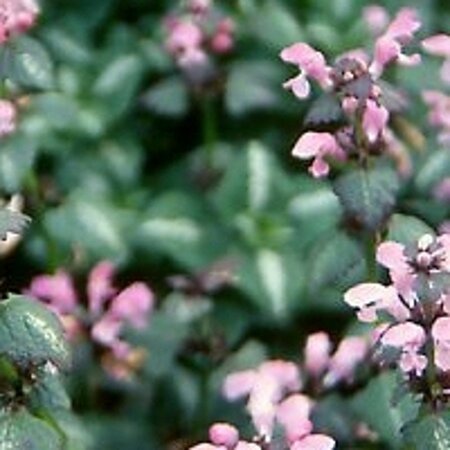Lamium mac. 'Chequers' geen maat specificatie 0,55L/P9cm - afbeelding 4