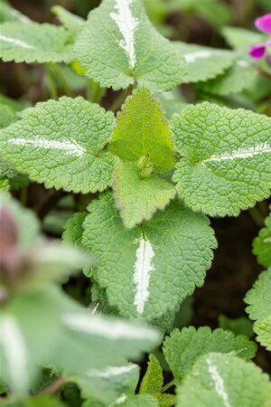 Lamium mac. 'Chequers' geen maat specificatie 0,55L/P9cm - afbeelding 1