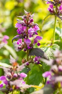 Lamium mac. 'Chequers' geen maat specificatie 0,55L/P9cm - afbeelding 2