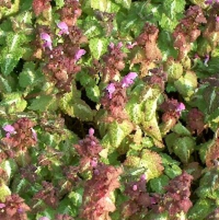 Lamium mac. 'Chequers' geen maat specificatie 0,55L/P9cm - afbeelding 5