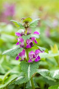 Lamium mac. 'Chequers' geen maat specificatie 0,55L/P9cm - afbeelding 3