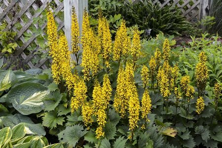 Ligularia 'Bottle Rocket' geen maat specificatie 0,55L/P9cm