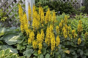 Ligularia 'Bottle Rocket' geen maat specificatie 0,55L/P9cm