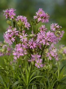Lychnis alpina 'Rosea' geen maat specificatie 0,55L/P9cm
