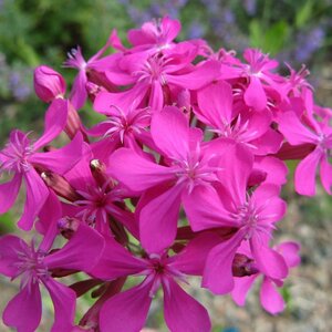 Lychnis alpina 'Rosea' geen maat specificatie 0,55L/P9cm - afbeelding 2