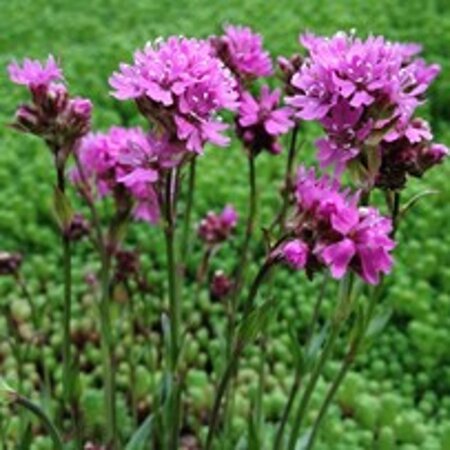 Lychnis alpina 'Rosea' geen maat specificatie 0,55L/P9cm - afbeelding 3