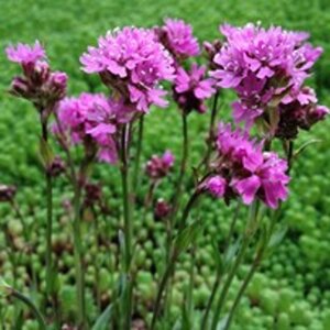 Lychnis alpina 'Rosea' geen maat specificatie 0,55L/P9cm - afbeelding 3