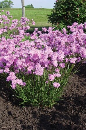 Lychnis flos-cuculi 'Petite Jenny' geen maat specificatie 0,55L/P9cm - afbeelding 1