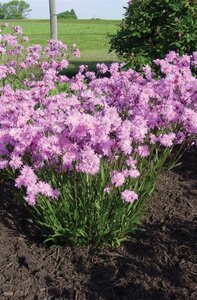 Lychnis flos-cuculi 'Petite Jenny' geen maat specificatie 0,55L/P9cm