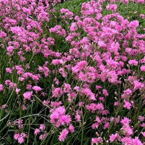 Lychnis flos-cuculi 'Petite Jenny' geen maat specificatie 0,55L/P9cm - afbeelding 2