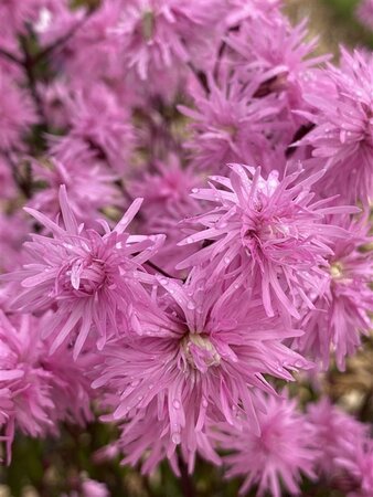 Lychnis flos-cuculi 'Petite Jenny' geen maat specificatie 0,55L/P9cm - afbeelding 3