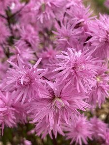 Lychnis flos-cuculi 'Petite Jenny' geen maat specificatie 0,55L/P9cm - afbeelding 3