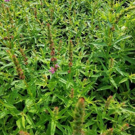 Lythrum sal. 'Zigeunerblut' geen maat specificatie 0,55L/P9cm - afbeelding 1