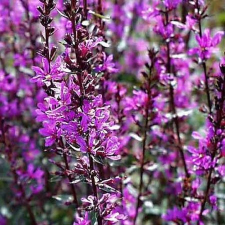 Lythrum sal. 'Zigeunerblut' geen maat specificatie 0,55L/P9cm - afbeelding 2