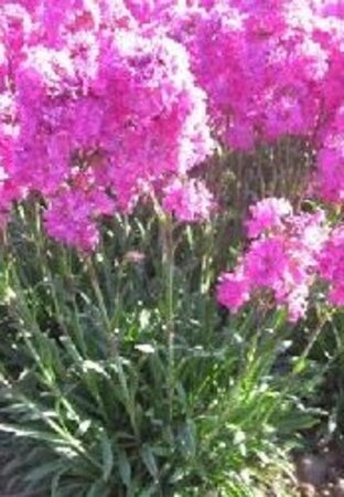Lychnis viscaria 'Plena' geen maat specificatie 0,55L/P9cm