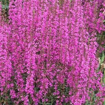 Lythrum virgatum 'Rose Queen' geen maat specificatie 0,55L/P9cm