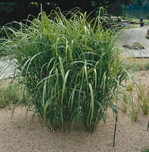 Miscanthus giganteus=floridulus(verouderd) geen maat specificatie 0,55L/P9cm - afbeelding 7