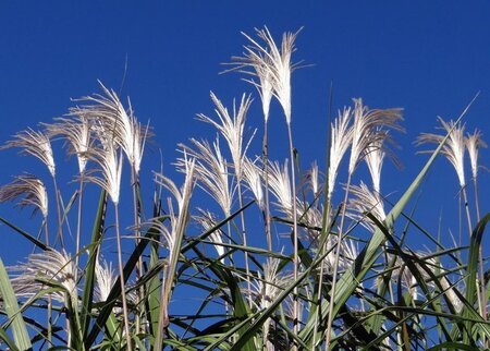 Miscanthus giganteus=floridulus(verouderd) geen maat specificatie 0,55L/P9cm - afbeelding 1