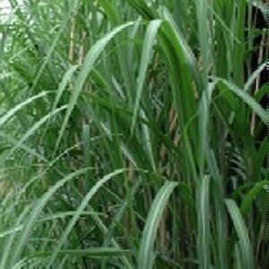 Miscanthus giganteus=floridulus(verouderd) geen maat specificatie 0,55L/P9cm - afbeelding 8