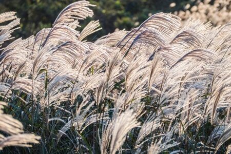 Miscanthus sin. 'Korea' geen maat specificatie 0,55L/P9cm