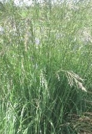 Molinia arund. 'Fontäne' geen maat specificatie 0,55L/P9cm