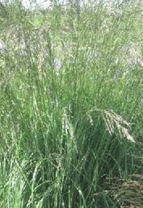 Molinia arund. 'Fontäne' geen maat specificatie 0,55L/P9cm
