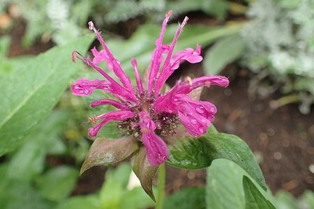 Monarda didyma geen maat specificatie 0,55L/P9cm - afbeelding 1