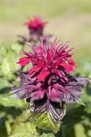 Monarda didyma geen maat specificatie 0,55L/P9cm - afbeelding 2