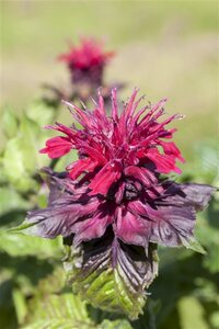 Monarda didyma geen maat specificatie 0,55L/P9cm - afbeelding 2