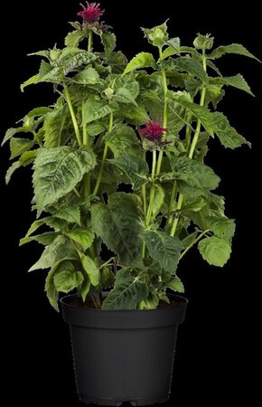 Monarda didyma geen maat specificatie 0,55L/P9cm - afbeelding 3