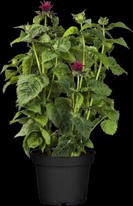 Monarda didyma geen maat specificatie 0,55L/P9cm - afbeelding 3