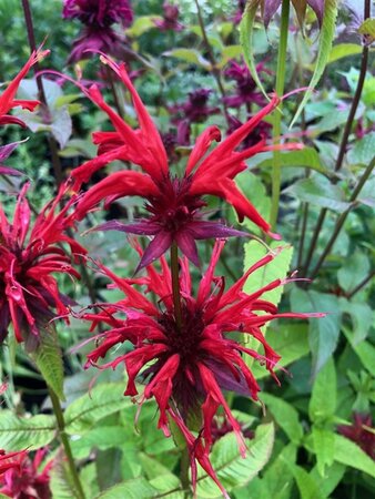 Monarda didyma geen maat specificatie 0,55L/P9cm - afbeelding 4
